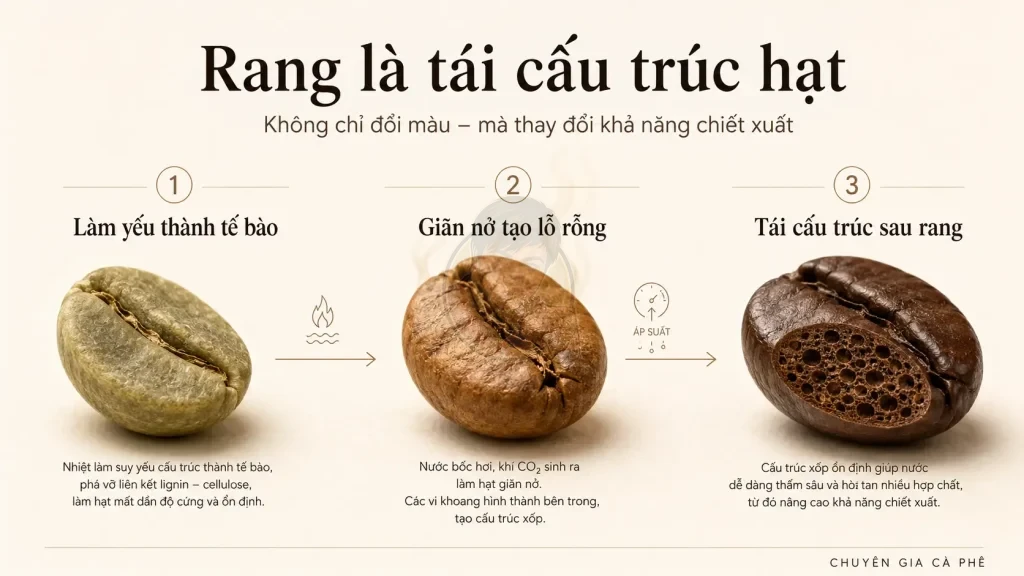 Infographic quá trình thành tế bào cà phê bị giãn nở và tái cấu trúc trong khi rang.