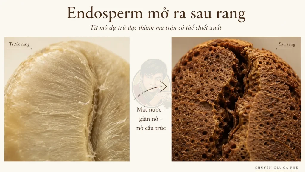 Cấu trúc endosperm hạt cà phê chuyển từ mô đặc trước rang sang ma trận xốp sau rang.