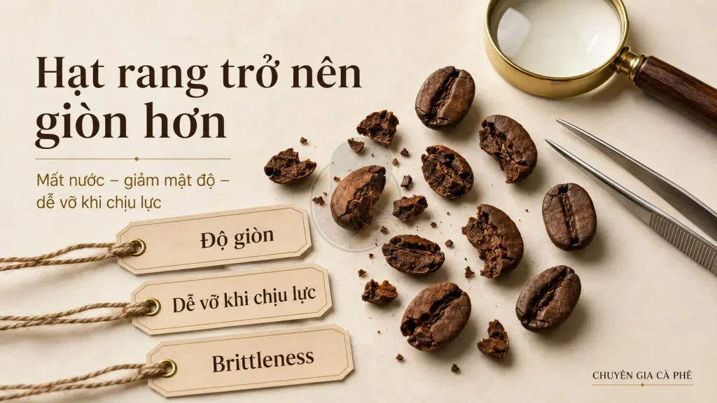 Độ giòn của hạt cà phê sau rang khiến hạt dễ vỡ hơn khi chịu lực.