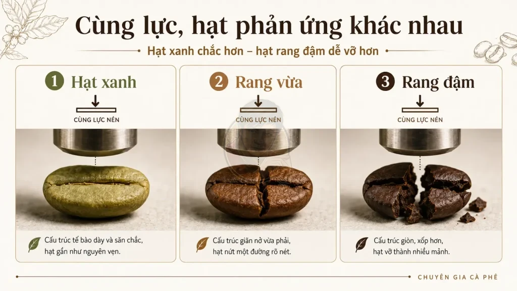 So sánh khả năng chịu lực của hạt xanh, hạt rang vừa và hạt rang đậm.
