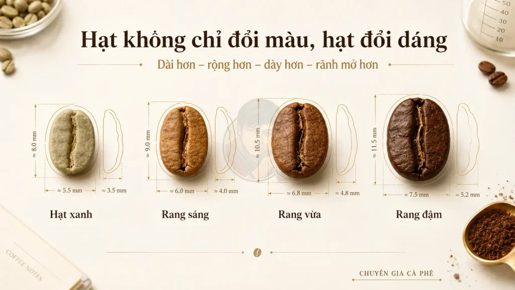 Biến dạng hình học của hạt cà phê sau rang làm thay đổi chiều dài, chiều rộng, độ dày và rãnh giữa.