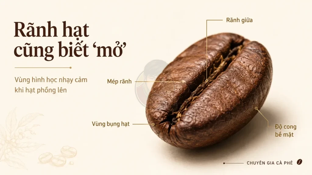 Rãnh giữa hạt cà phê mở ra và thay đổi hình dạng sau quá trình rang.