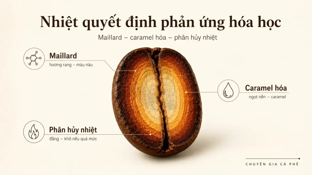 Phản ứng hóa học khi rang cà phê bị ảnh hưởng bởi sự phân bố nhiệt không đồng đều trong hạt.
