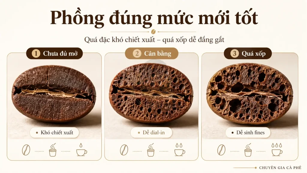 So sánh mức độ puffing của hạt cà phê khi rang ảnh hưởng đến độ xốp và chiết xuất.