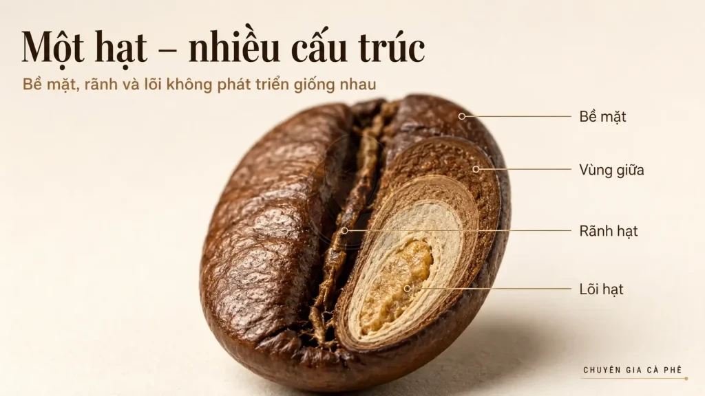 Tính không đồng nhất cấu trúc trong hạt cà phê giữa bề mặt, rãnh và lõi sau rang.