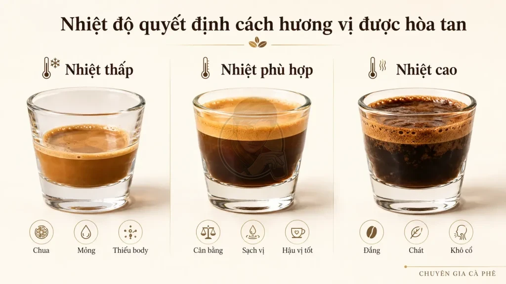 Nhiệt độ nước ảnh hưởng đến vị chua, vị cân bằng và vị đắng trong chiết xuất espresso.