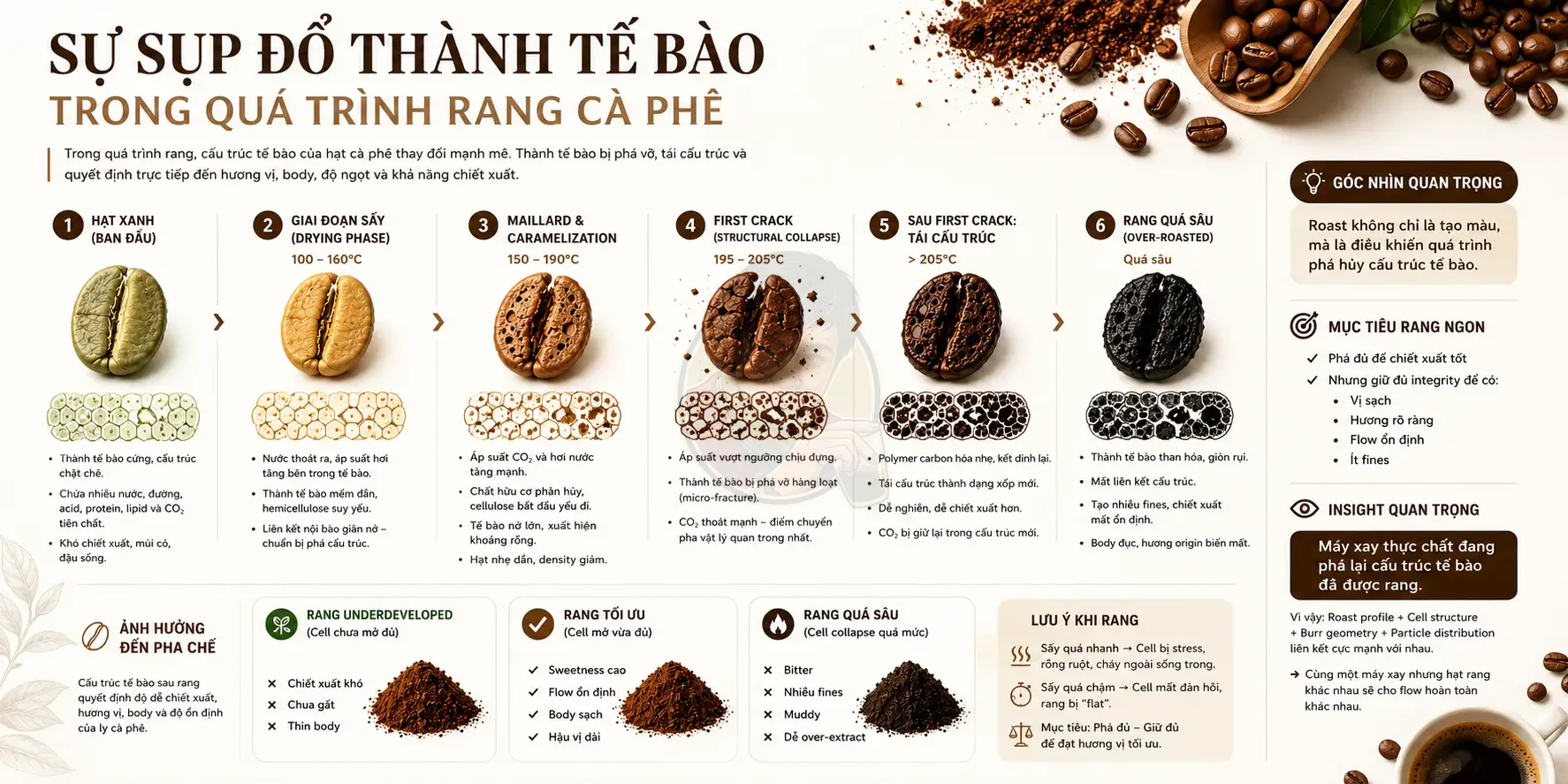 Sự sụp đổ thành tế bào cà phê khi rang và ảnh hưởng đến chiết xuất.