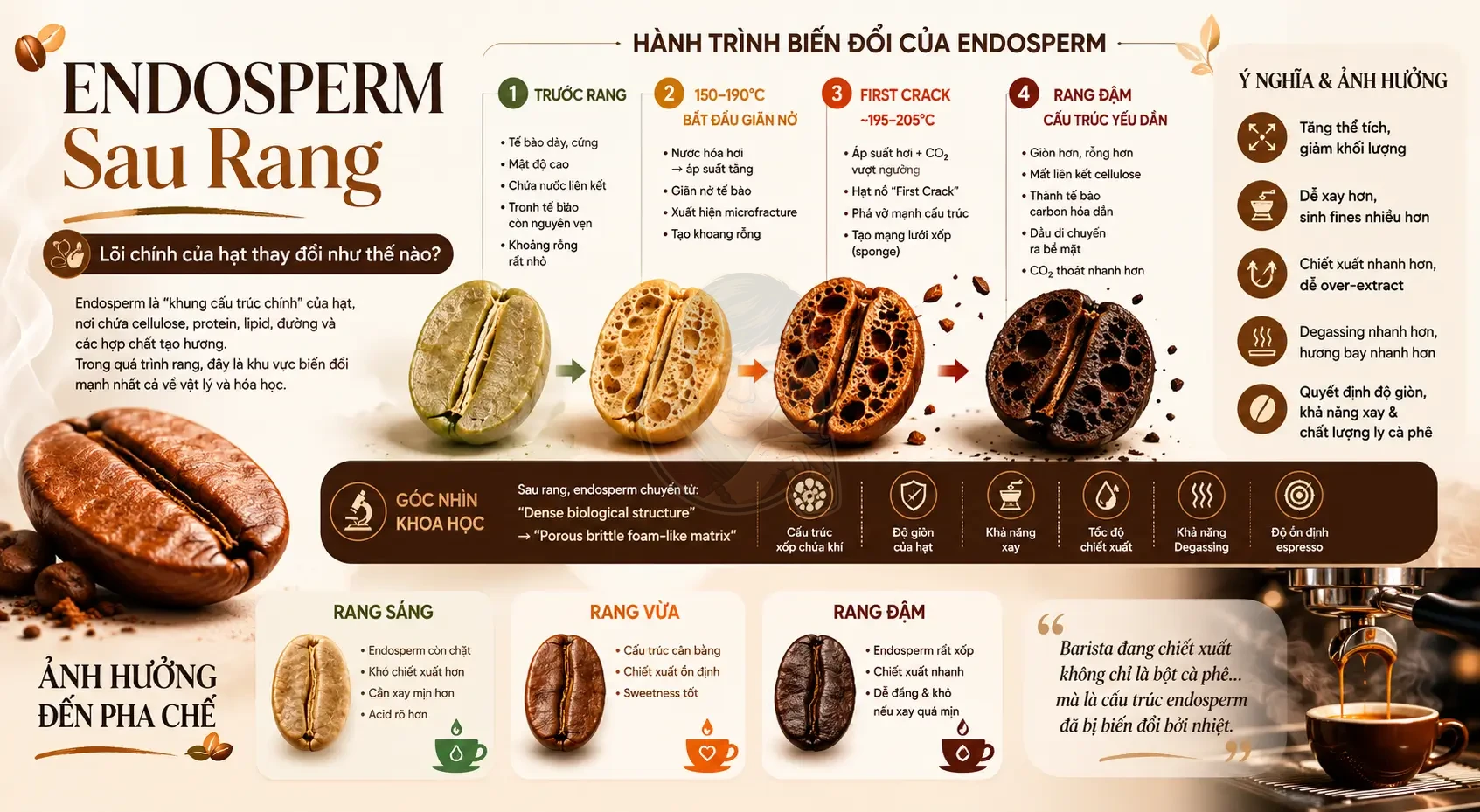 Cấu trúc endosperm hạt cà phê sau rang thay đổi thế nào?