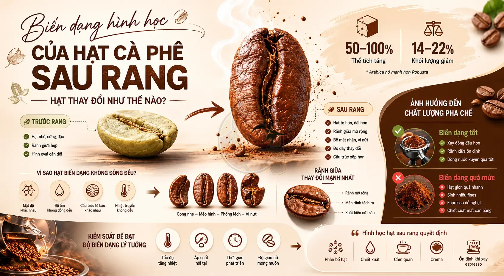 Biến dạng hình học của hạt cà phê sau rang: Hình dạng thay đổi thế nào?